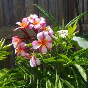 Meet your Posher, Joyce